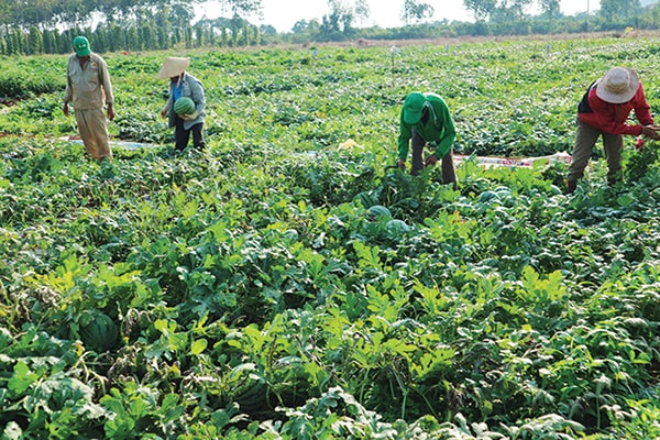 Tập đoàn Lộc Trời sản xuất thành công giống dưa hấu đáp ứng tiêu chuẩn xuất khẩu sang Nhật. (Thu hoạch dưa hấu giống Nhật tại Hậu Giang Ảnh: TRẦN CHUNG)