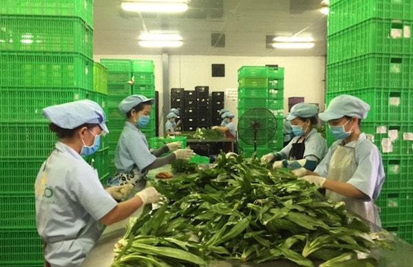 Sau sáp nhập, Massanp/Massan đã sở hữu thêm hệ thống 14 trang trại công nghệ cao, sản xuất sản phẩm nông nghiệp chất lượng bên cạnh hệ thống trang trại chăn nuôi lợn của mình.