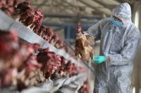 Cúm gà H5N1 bùng phát tại Hồ Nam giữa 