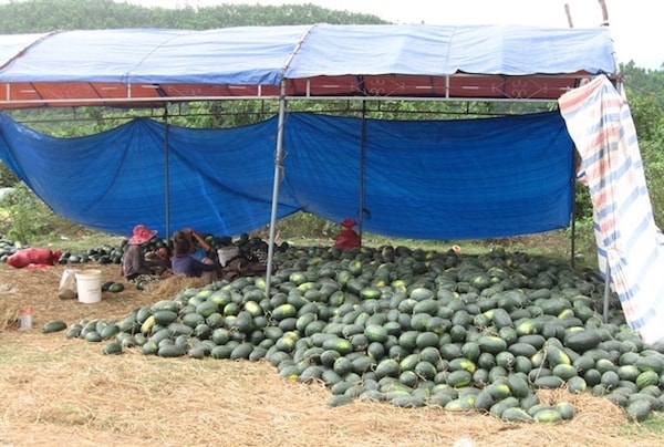 Giá dưa hấu chỉ còn 1.000 đồng/kg, không đủ chi phí để người nông dân 