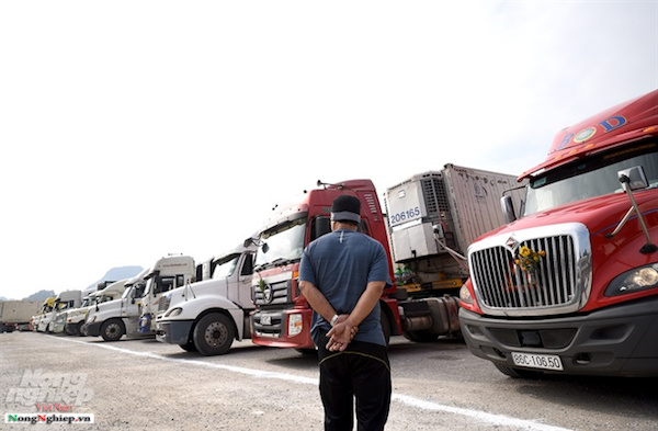 125 container hoa quả, chủ yếu là thanh long chưa được thông quan đang chờ ở cửa khẩu Tân Thanh. Ảnh: Tùng Đinh.