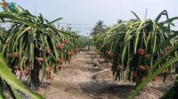 Nông sản lao đao vì đại dịch corona