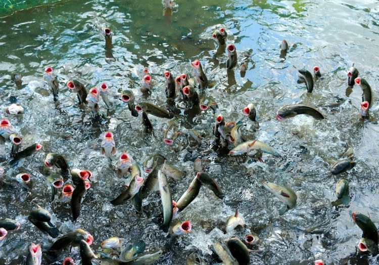 Cá lóc đầu nhím có giá bán xấp xỉ 42.000đ/kg vào dịp Tết (giá hiện nay là 40.000đ/kg). Ảnh minh hoạ.