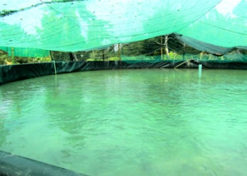 Bể bạt nuôi cá khá to có đường kính 15 mét, cao 1,2 mét.