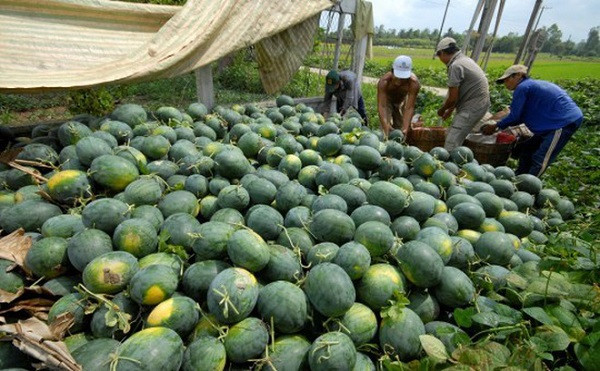 Tiếp sau hàng không, du lịch, các mặt hàng nông sản xuất khẩu tiểu ngạch đang lâm vào khó khăn vì dịch corona