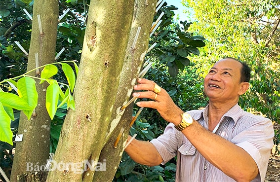 Ông Trương Thanh Khoan bên cây dó bầu đang tạo trầm mới khoảng 1 năm. Ảnh:M.Quân