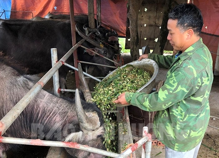 Nhiều hộ tại xã Nam sách không kê khai chăn nuôi, điều này gây khó khăn trong công tác quản lý cũng như nguy cơ ô nhiễm môi trường