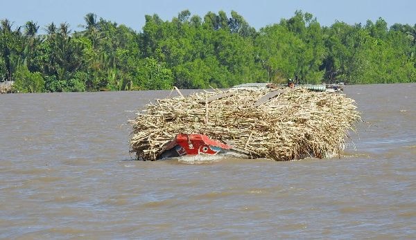 Xâm nhập mặn đã vào sâu trên sông Hậu.