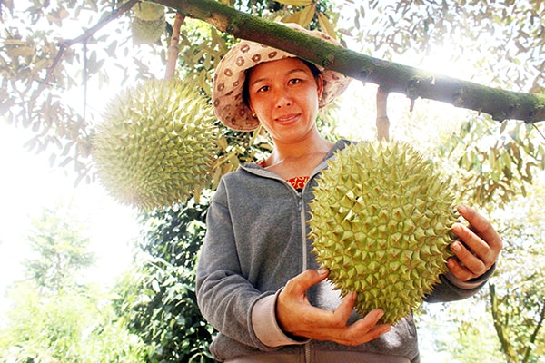 Mô hình vườn sầu riêng sạch kết hợp với du lịch miệt vườn của chị Đỗ Thị Minh Thơm (xã Bình Sơn, huyện Long Thành). Ảnh: Hải Quân