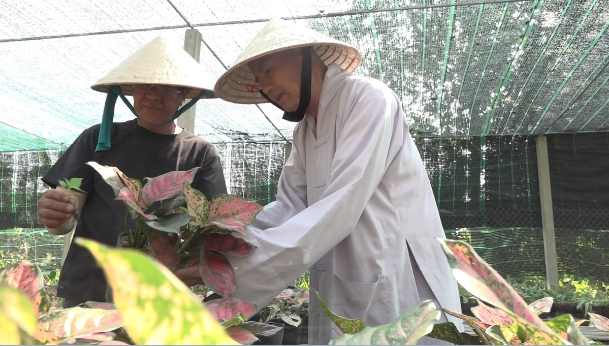 Thượng tọa Thích Thiện Hữup/chăm sóc hoa kiểng để bán cho thương lái lấy tiền làm từ thiện