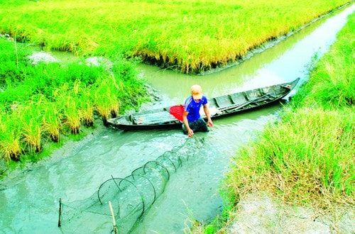 Mô hình sản xuất lúa, tôm được đánh giá cho hiệu quả kinh tế cao, bền vững.