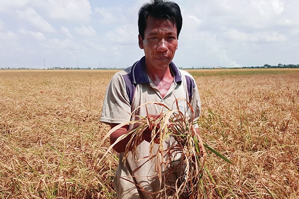 p/Những cánh đồng lúa Đồng bằng sông Cửu Long đang cháy khô vì hạn mặn.