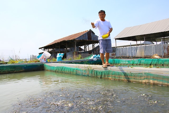 Ông Lê Văn Dũng, xã An Phong, huyện Thanh Bình, tỉnh Đồng Tháp đã thành công trong việc nuôi cá chép giòn. Bình quân mỗi năm ông Dũng nuôi, xuất bán 200 tấn cá chép giòn với giá bán cá chép giòn từ 80.000-100.000 đồng/ký, thu về vài tỷ đồng.
