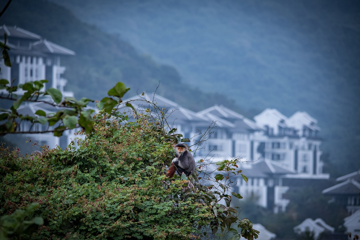 Voọc tại InterContinental Danang Sun Peninsula Resort