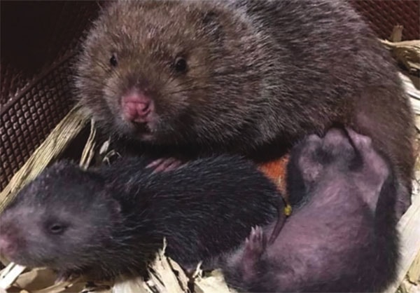 Những con dúi đã được bà con miền núi thuần hóa để nuôi thương phẩm.