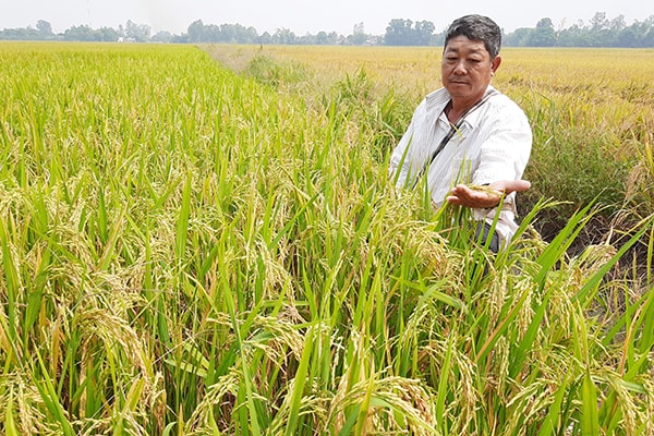 p/Mảnh ruộng trồng lúa giống Thiên Đàng ở An Giang 