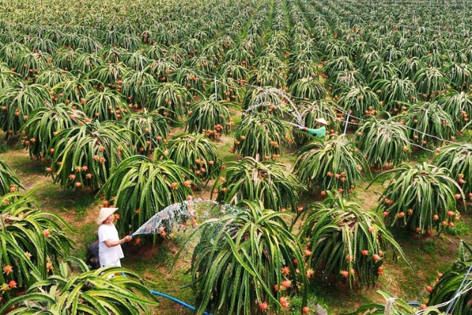 Thanh long đã đem lại hiệu quả kinh tế cao hơn so với nhiều loại cây trồng khác và nâng cao thu nhập cho người nông dân Bình Thuận.