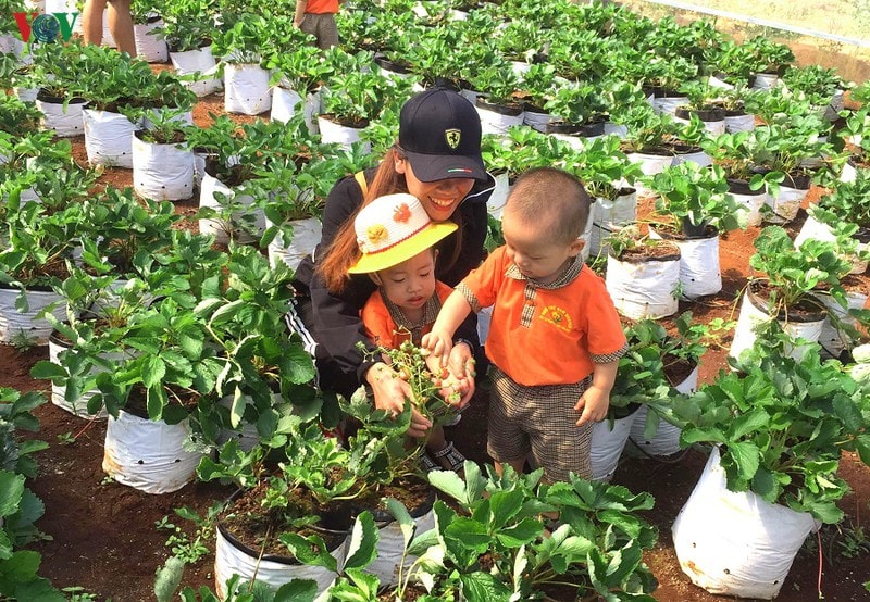 Hoạt động du lịch trải nghiệm nông nghiệp đang được quan tâm tại Vườn Tử tế