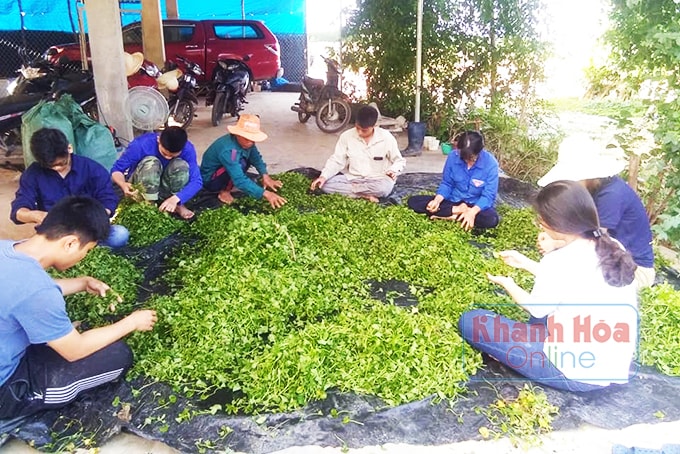Rau má sau khi thu hoạch được phân loại sạch sẽ.