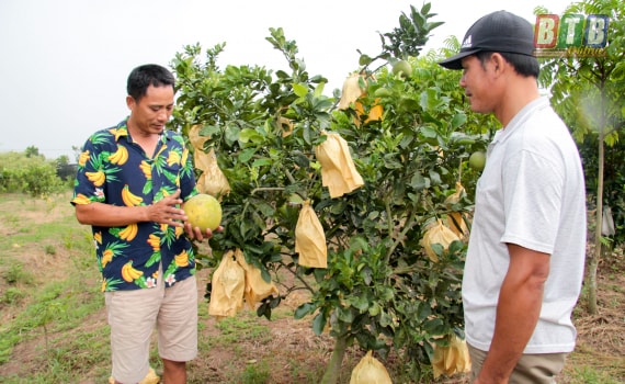 Bưởi da xanh - cây ăn quả chủ lực trong trang trại của anh Nguyễn Duy Dự.