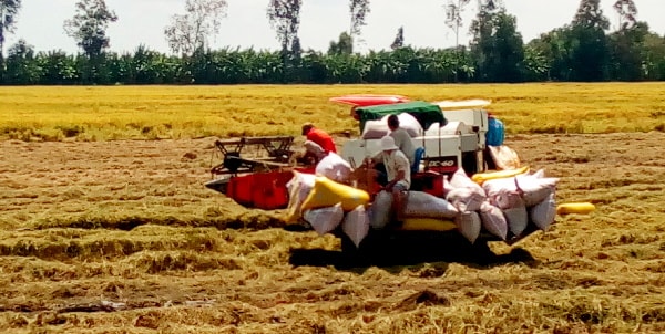 Lúa gạo trở nên tối quan trọng khi dịch bệnh hoành hành
