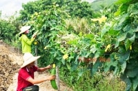 9X Khánh Hòa lên núi khởi nghiệp