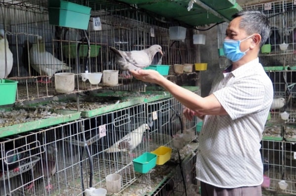 Ông Nguyễn Đình Phúc, người gây dựng và lan tỏa mô hình chăn nuôi chim bồ câu Pháp rất hiệu quả tại thị xã Phổ Yên.