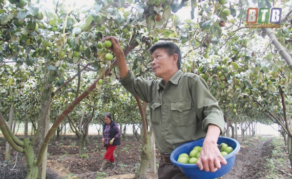 Cựu chiến binh Bùi Thế Trì thu hoạch táo.