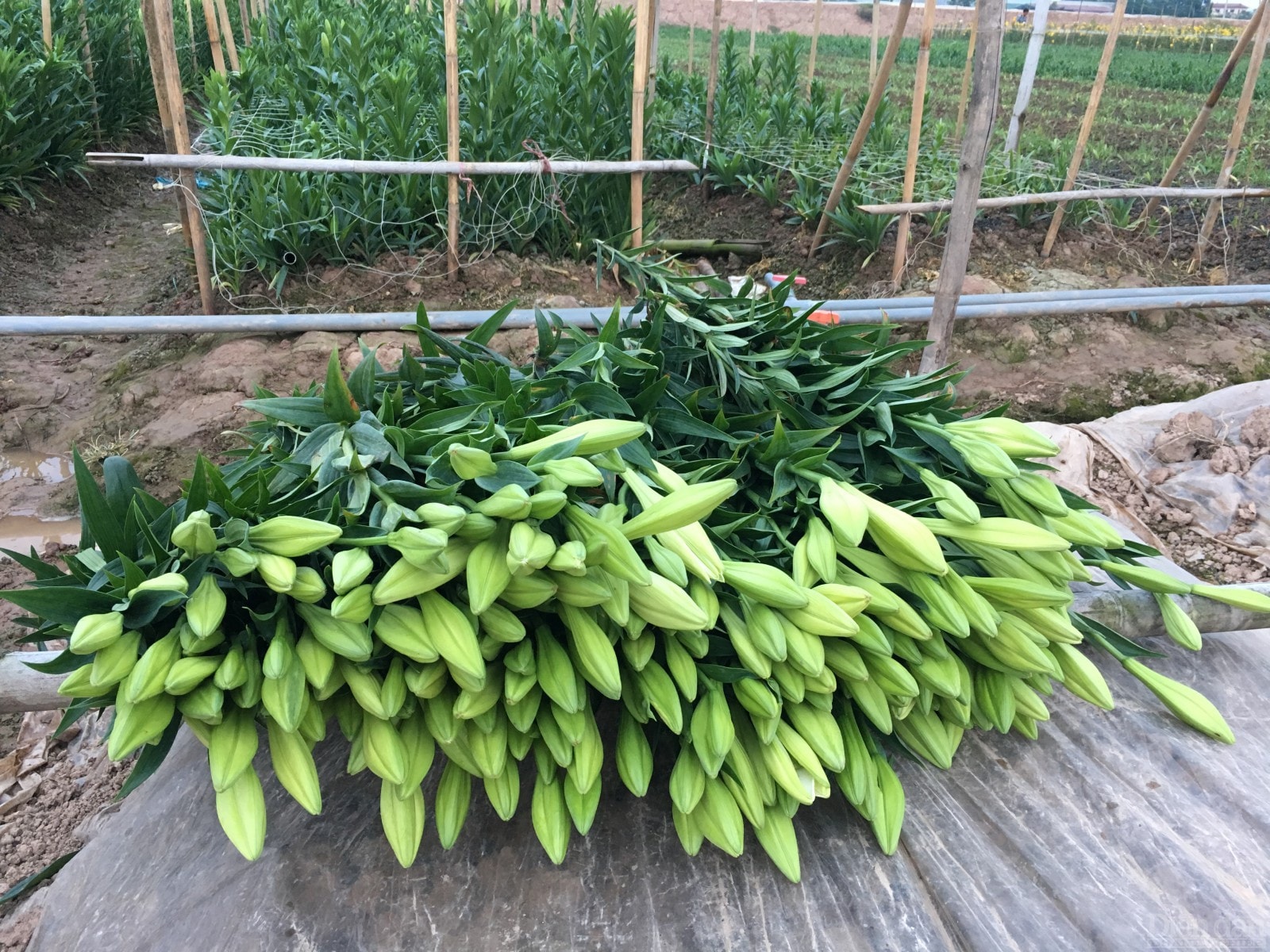 Hoa thường được chủ vườn cắt vào buổi sáng sớm, ủ nước qua 1 ngày để quả nụ căng to, rồi đêm muộn sẽ được chở tới chợ hoa Quảng Bá (Tây Hồ). Từ đó, hoa sẽ theo những chiếc xe đạp, xe máy rong ruổi của anh chị bán hoa dạo len lỏi khắp những con phố lớn nhỏ, những góc chợ thân quen.