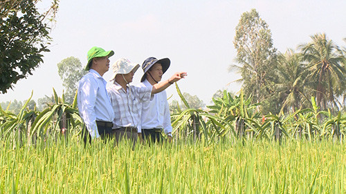 Lãnh đạo Sở Nông nghiệp và Phát triển nông thôn tỉnh Tiền Giang xuống thăm đồng. Đến thời điểm này, có thể nói công tác ứng phó hạn, mặn ở Tiền Giang bước đầu đã tránh được nhiều thiệt hại.