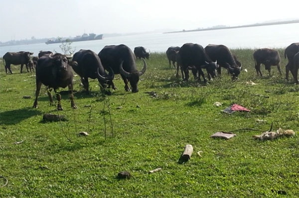 Đàn trâu của chị Lê Thị Châu được chăn thả ven sông Lam.