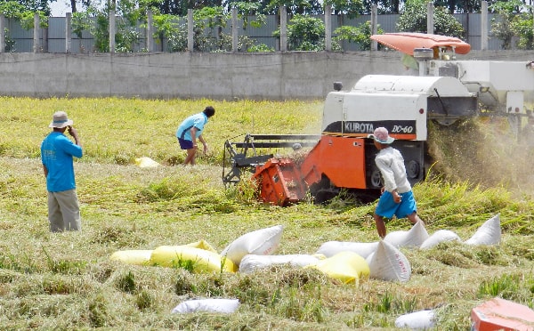 Nông dân tỉnh An Giang khẩn trương thu hoạch lúa Đông xuân còn lại.