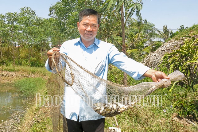 Sau 5 tháng, trừ chi phí, ông Nguyễn Văn Hết ở ấp Hòa Nhờ B, xã Hòa Tú 2 (Mỹ Xuyên) bỏ túi gần 150 triệu đồng từ nuôi cá chốt. Ảnh: Thúy Liễu