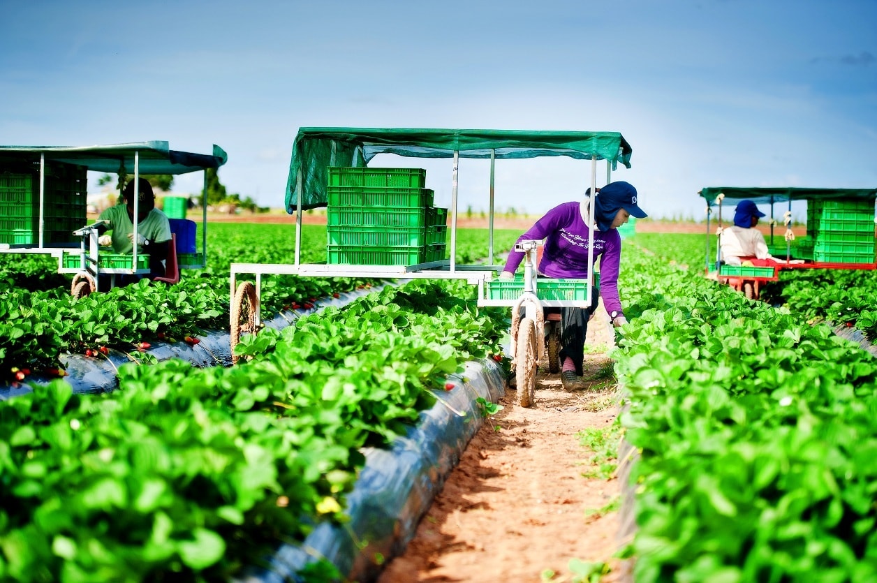 Các sản phẩm nông nghiệp của Úc thường được bán ra thế giới đột nhiên xâm nhập thị trường nội địa khiến cho dòng tiền này có thể gây áp lực lớn lên thị trường và ảnh hưởng đến giá bán những hàng hóa.