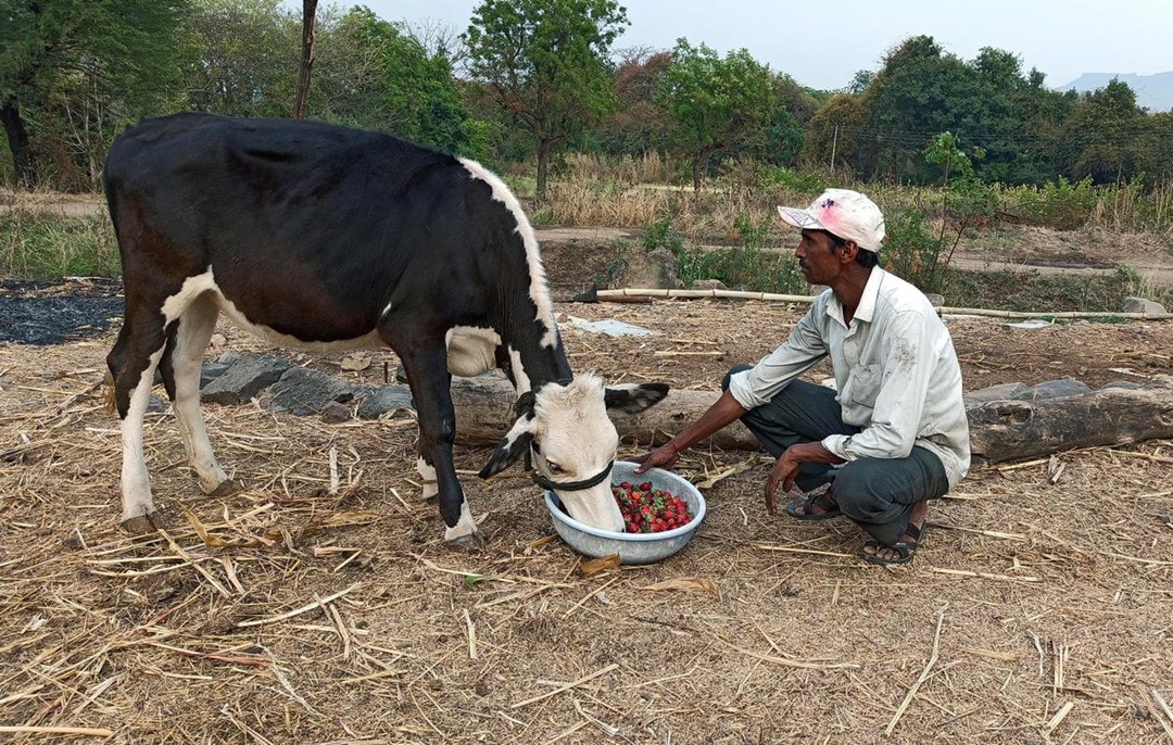 Nông dân Ấn Độ cho bò ăn nông sản vì không thể bán cho các thương lái khi Ấn Độ rơi vào trạng thái phong tỏa đất nước. Ảnh Reuter.