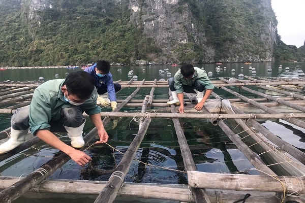 Quảng Ninh cần một giải pháp bền vững giúp cho các hộ nuôi trồng luôn đứng vững trước biến động của thị trường. Ảnh Lê cường