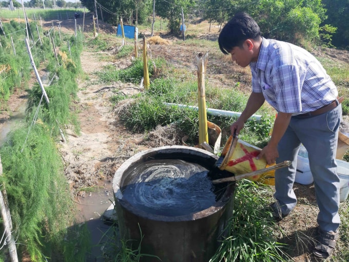 Sản phẩm măng tây xanh của gia đình anh Hoàn được Cty bao tiêu toàn bộ. Ảnh: KS.