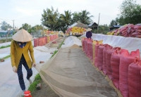 Bộ Tài chính kiến nghị xuất khẩu gạo nếp, dừng xuất khẩu gạo tẻ đến hết ngày 15/6