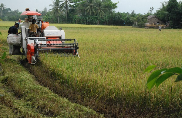 Thu hoạch lúa ở Đồng bằng sông Cửu Long - ảnh: Nam Sơn