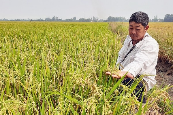 Nhiều loại lúa, nếp ở An Giang trồng để xuất khẩu nên cần cho xuất sớm