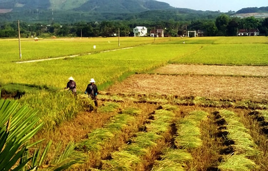 Việc miễn thuế SDĐNN cũng nhằm tiếp tục khuyến khích tổ chức, cá nhân đầu tư vào nông nghiệp, góp phần tái cơ cấu ngành nông nghiệp