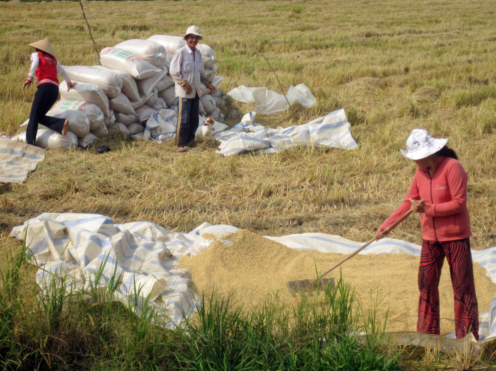 Nông dân Vĩnh long thu hoạch lúa.