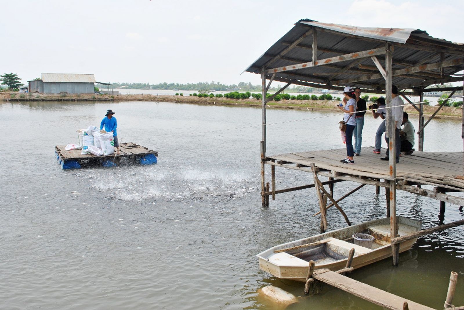 p/Vùng ĐBSCL được đánh giá có tiềm năng bậc nhất về nuôi, chế biến cá tra xuất khẩu. Ảnh: Phú Khởi