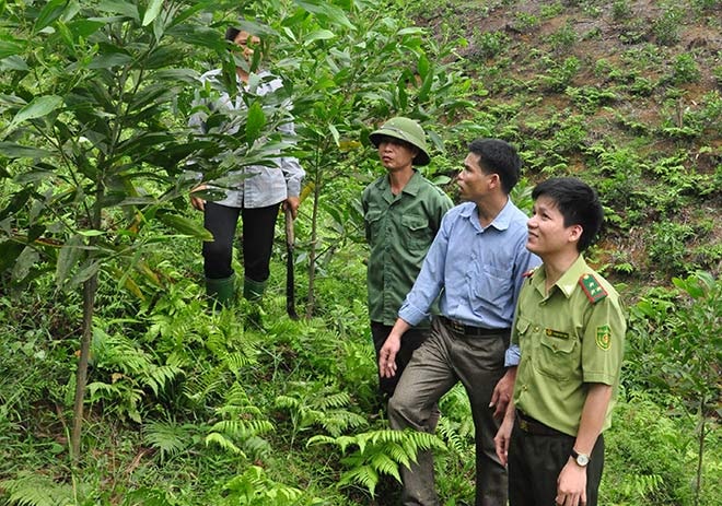 Tuyên Quang hiện có 424.689,40ha rừng, trong đó có 45.582,37ha rừng đặc dụng, 114.997,32ha rừng phòng hộ và 264.109,71ha rừng sản xuất.