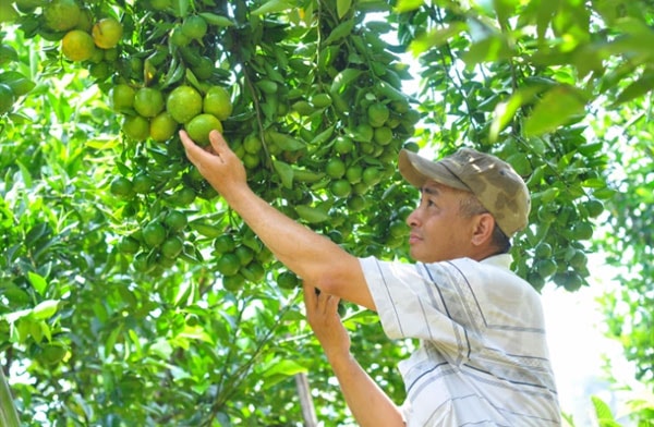 Trên khu vườn, ông Lê Đình Hồ trồng 20 loại cây ăn trái, cây cho thu hoạch quanh năm. Ảnh: MP.