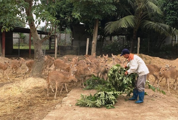 Năm 2019, đàn hươu đã 
