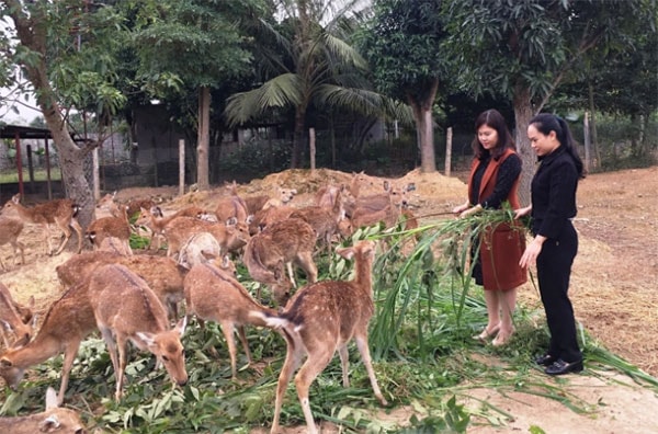 Khách tham quan trại hươu.