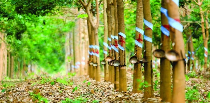 HAGL chưa thực hiện đúng điều kiện trong hợp đồng vay vốn như diện tích trồng cao su, dầu cọ. Ảnh: HNG.