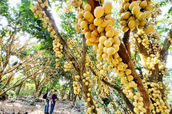 Dâu núi Cấm rớt giá thê thảm.