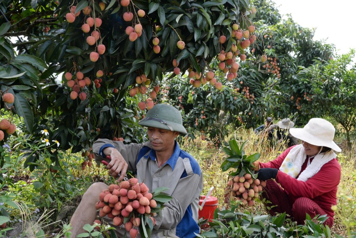  Thúc đẩy các giải pháp đưa vải thiều sang Nhật Bản